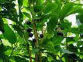 Vaccinium arctostaphyllus